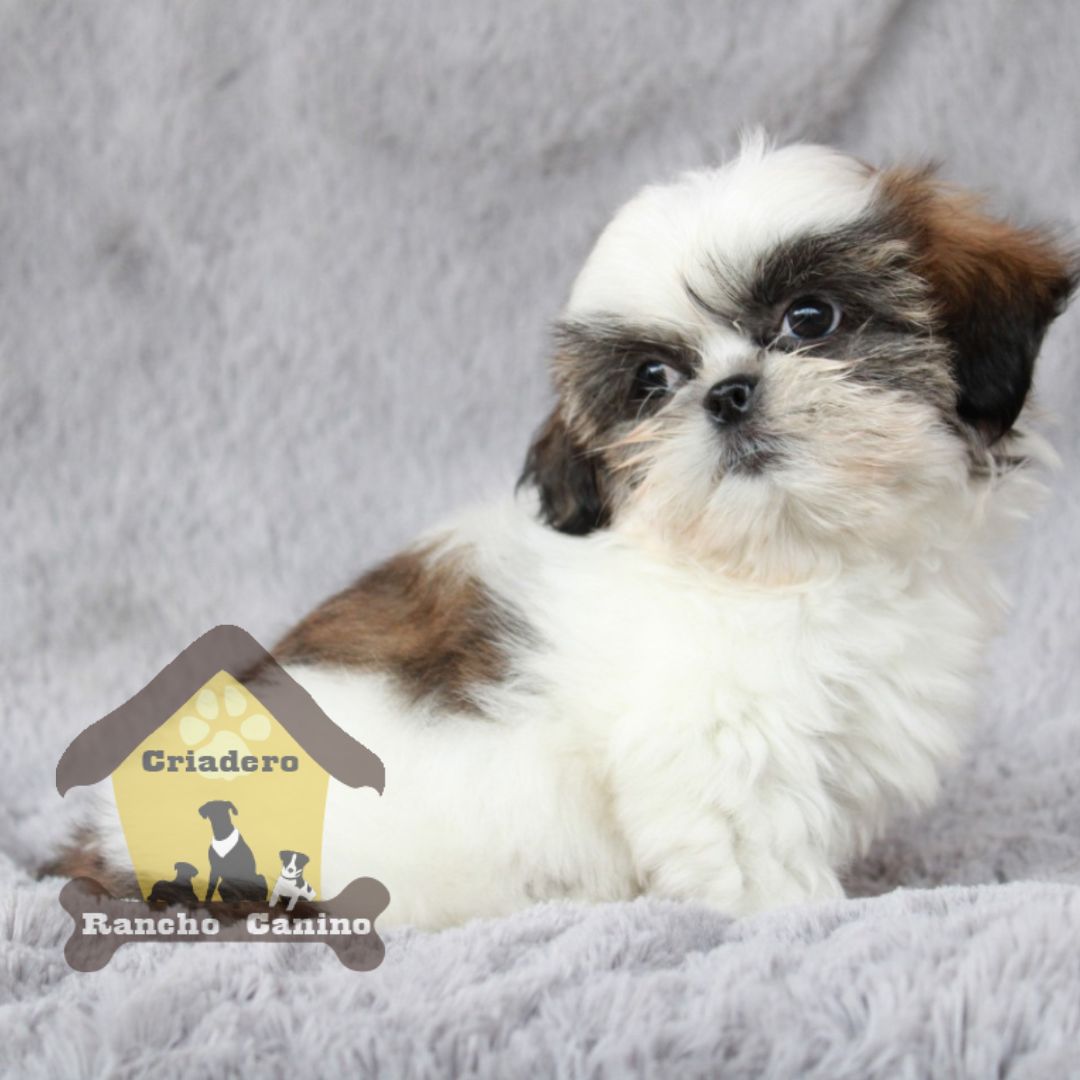 Cachorros en venta Bogotá